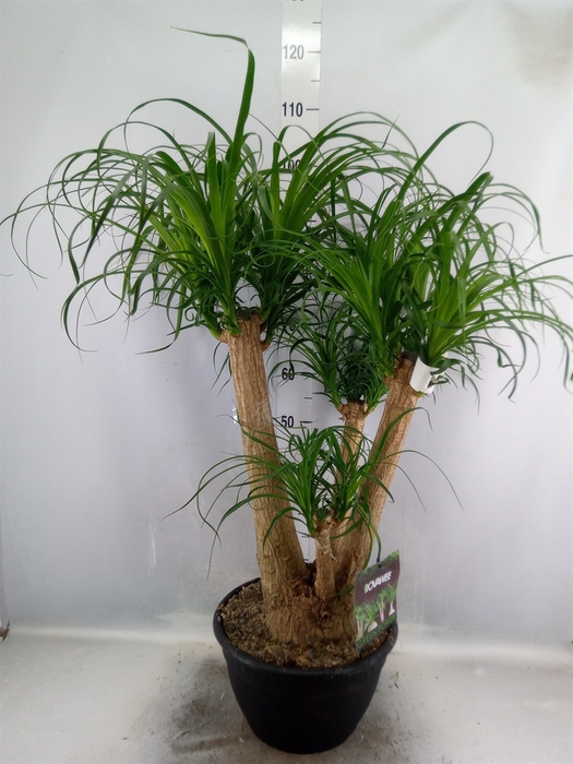 <h4>Beaucarnea recurvata</h4>