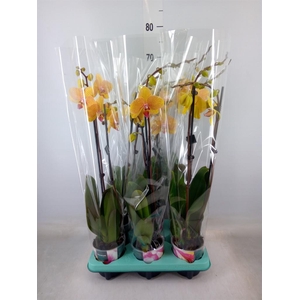 Phalaenopsis   ...
