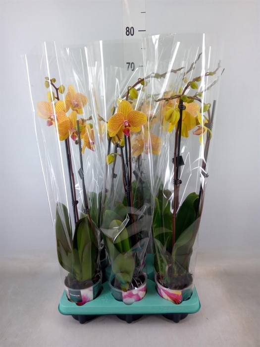 <h4>Phalaenopsis   ...</h4>