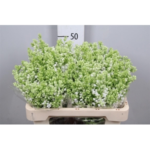 Syr V Mme Fl Stepman 4 Kop