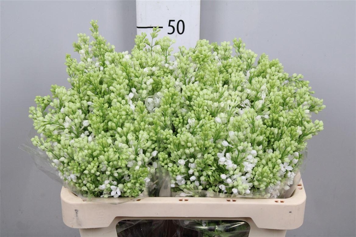 <h4>Syr V Mme Fl Stepman 4 Kop</h4>