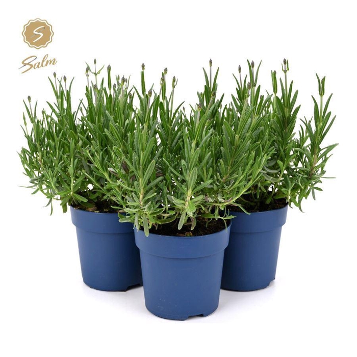 <h4>Lavandula ang. 'Felice'® Collection P10,5</h4>