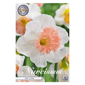 Narcissus Trumpet Pink Charm x5 14/16
