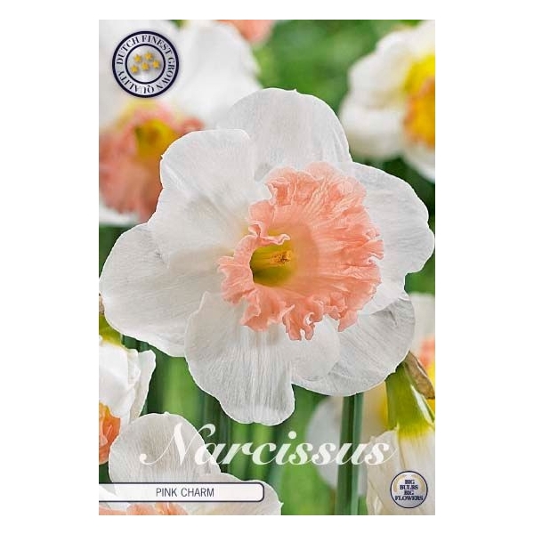 <h4>Narcissus Trumpet Pink Charm x5 14/16</h4>