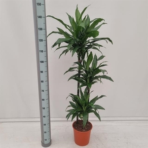 Dracaena Janet Craig 24Ø 160cm 3pp