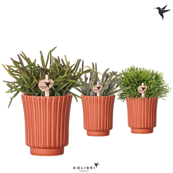 <h4>Kolibri Greens Rhipsalis mix in Retro pot terracotta</h4>