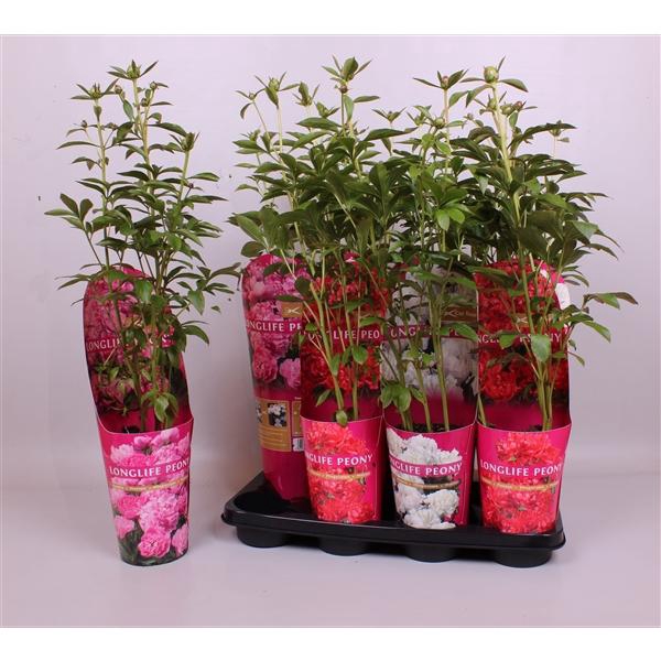 Paeonia gemengd
