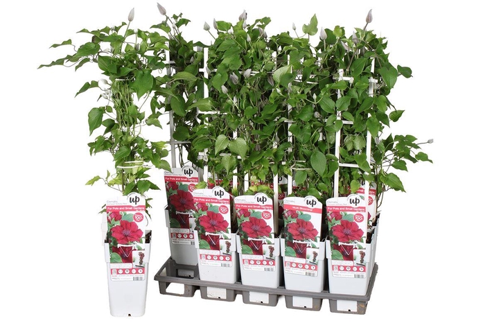 <h4>Clematis overig</h4>
