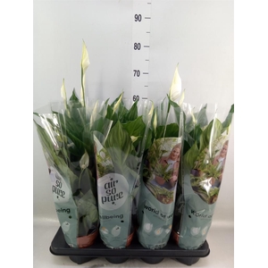 Spathiphyllum  'Sweet Ricardo'