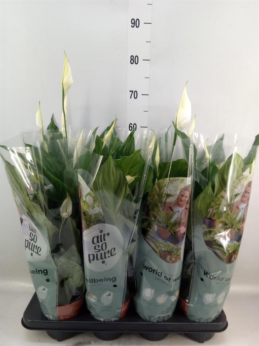 <h4>Spathiphyllum  'Sweet Ricardo'</h4>