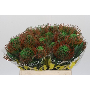 Nutans Painted Green