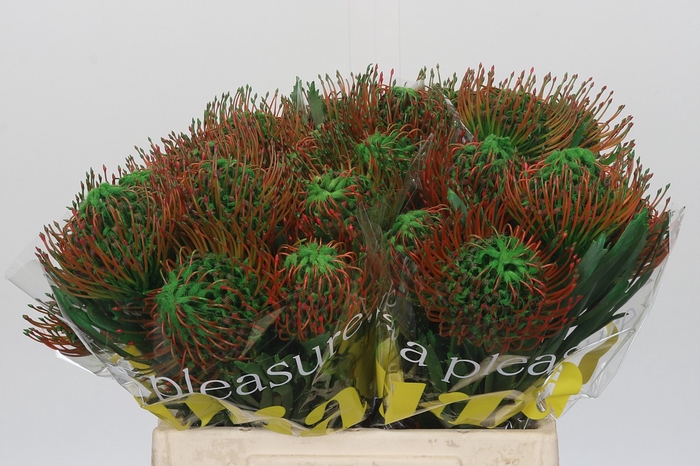 <h4>Nutans Painted Green</h4>