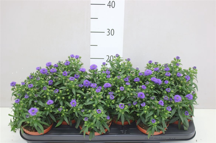 <h4>Aster Starletta Blue</h4>