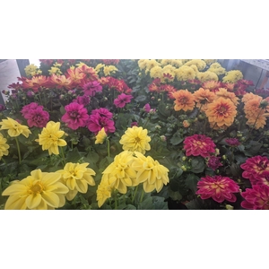 DAHLIA MIXK 5 KL