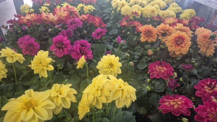 <h4>DAHLIA MIXK 5 KL</h4>