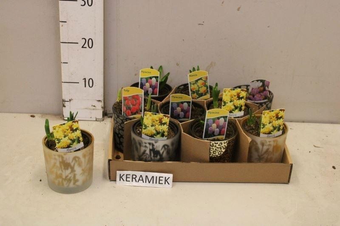 <h4>BOLBLOEMEN GEM</h4>