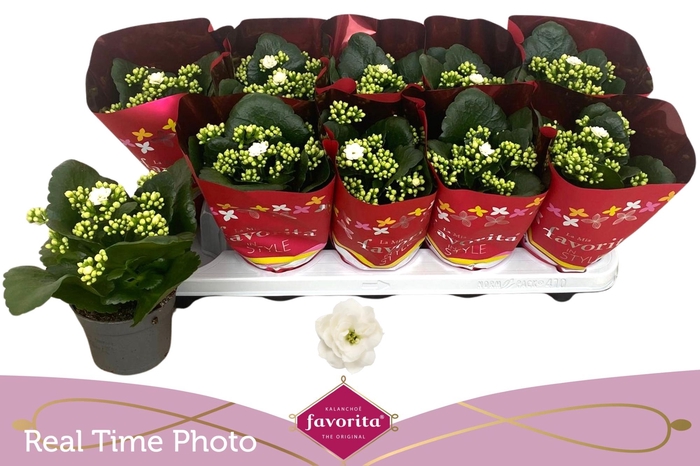 <h4>KAL B GE C MENZEL</h4>