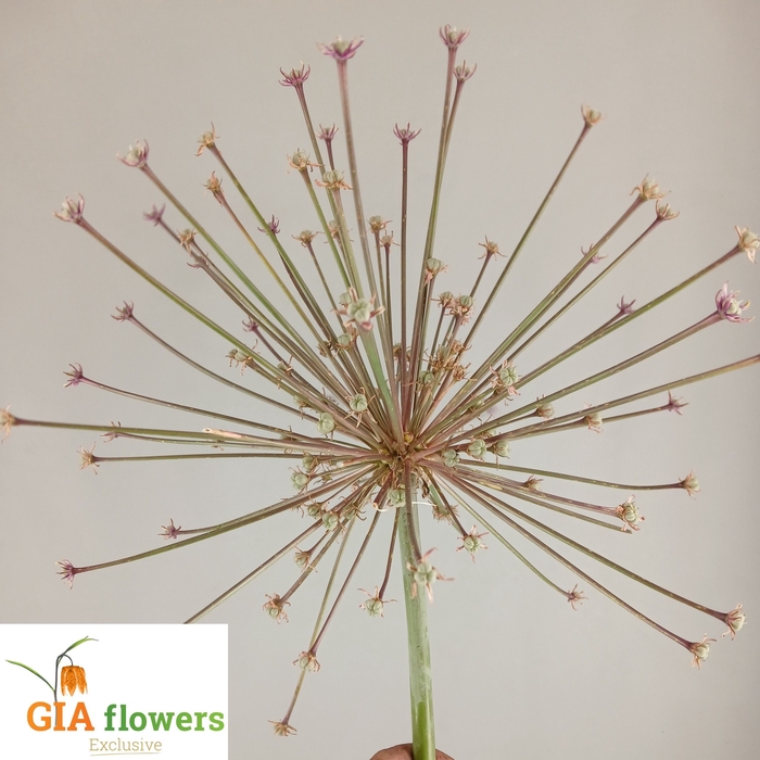 <h4>ALLIUM SCHUBERTII</h4>