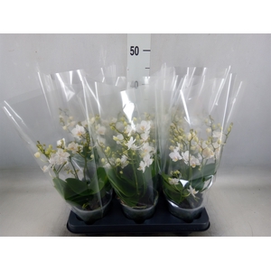 Phalaenopsis multi. 'Cream Punch'
