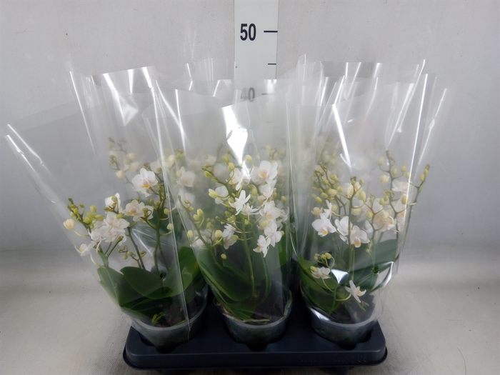 <h4>Phalaenopsis multi. 'Cream Punch'</h4>