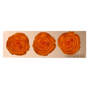 Rose Monalisa Orange