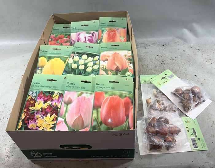 <h4>BLOEMBOL TULIPA</h4>