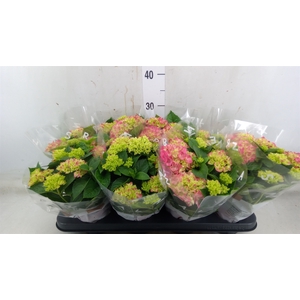 Hydrangea mac. 'Tabletensia'