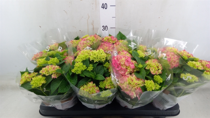<h4>Hydrangea mac. 'Tabletensia'</h4>