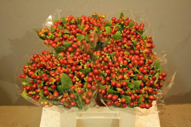 <h4>HYP MAG SEASONS</h4>