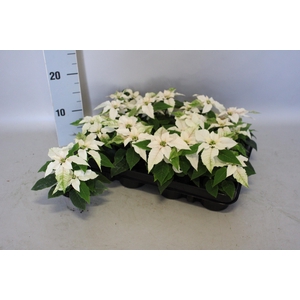 Poinsettia 6 cm Princettia White 2/4 koppen