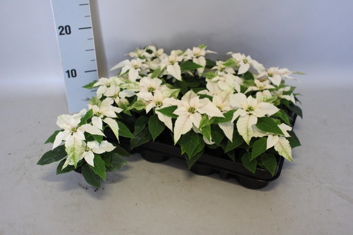 <h4>Poinsettia 6 cm Princettia White 2/4 koppen</h4>