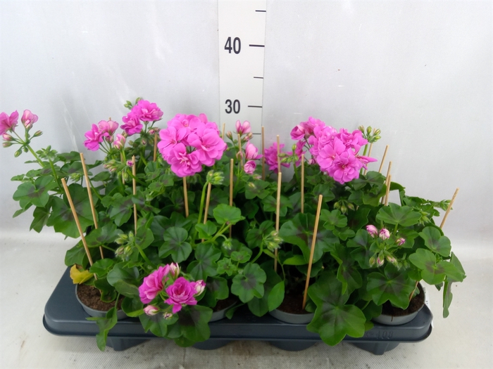 <h4>Pelargonium pelt. 'Grand Idol Purp'</h4>