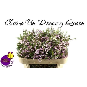 CHAME UN DANC QUEEN