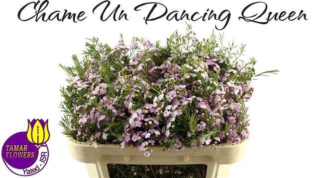 <h4>CHAME UN DANC QUEEN</h4>