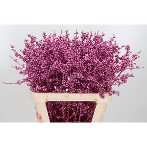 Ilex Kl Bh Metallic Roze