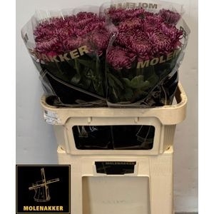 CHR G REGALM PURPER