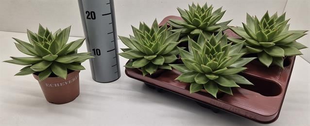 <h4>Echeveria agavoides 'Ebony'</h4>