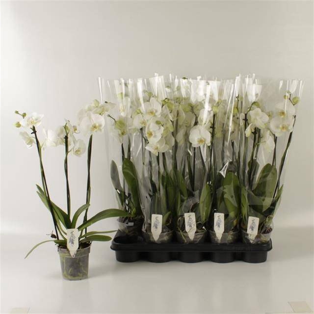 <h4>PHAL OV WIT</h4>
