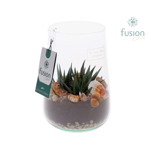 Green Bottle Deline Medium Maritiem met Haworthia