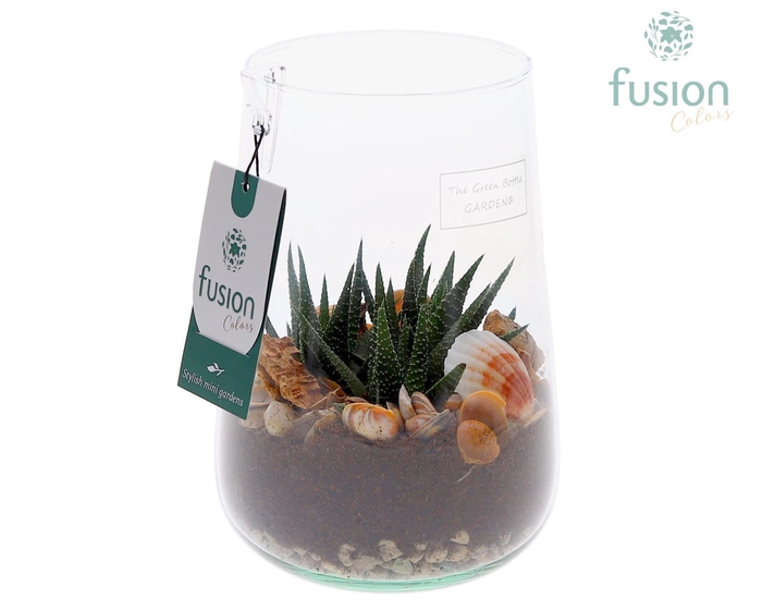 <h4>Green Bottle Deline Medium Maritiem met Haworthia</h4>