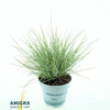Festuca glauca AmiGold® 2012