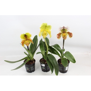 Paphiopedilum XXL mix 12 cm