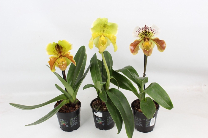 <h4>Paphiopedilum XXL mix 12 cm</h4>