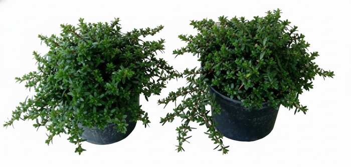 Satureja montana