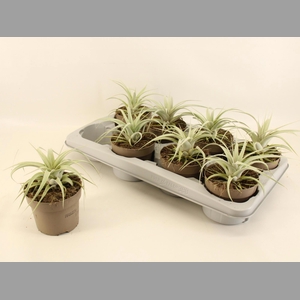 TILLANDSIA XEROGRAPH