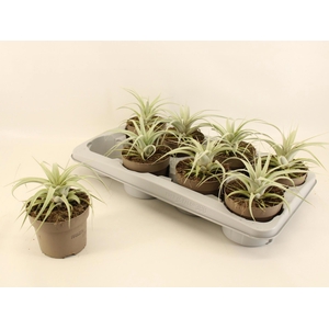 TILLANDSIA XEROGRAPH