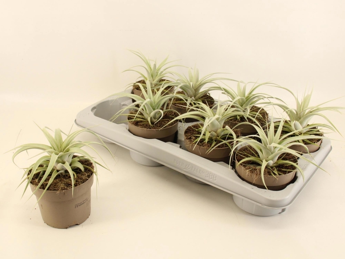 <h4>TILLANDSIA XEROGRAPH</h4>