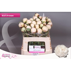 Paeonia Bowl Of Cream