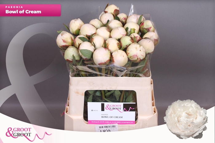 <h4>Paeonia Bowl Of Cream</h4>