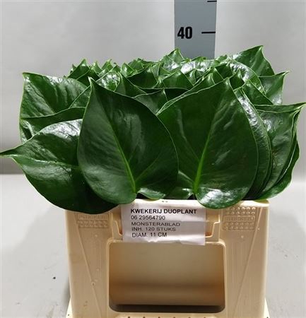 Monstera Blad 10cm Oe